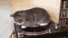 Spinning Cat